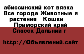 абиссинский кот вязка - Все города Животные и растения » Кошки   . Приморский край,Спасск-Дальний г.